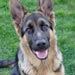 german-shepherd3