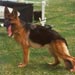 german-shepherd4