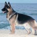 german-shepherd5