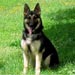 german-shepherd6