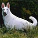 german-shepherd7