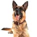 german-shepherd8