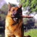 german-shepherd9