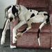greatdane1