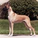 greatdane10