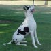 greatdane11