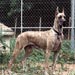 greatdane12