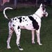 greatdane13