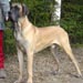 greatdane15