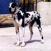greatdane16