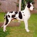 greatdane17