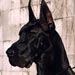 greatdane18