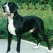 greatdane2