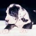 greatdane3