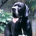 greatdane4