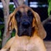 greatdane5