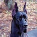 greatdane7