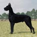 greatdane8