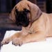 greatdane9