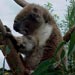 koala1