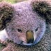 koala10