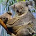 koala11
