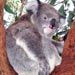 koala12
