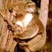 koala13