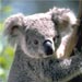 koala14