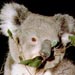 koala15