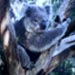 koala16