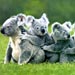 koala17
