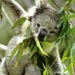 koala18