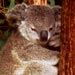 koala2