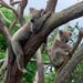 koala3