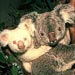 koala4