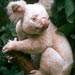 koala5