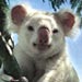 koala6
