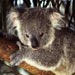 koala7
