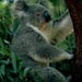 koala8