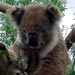 koala9