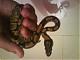   snake boy