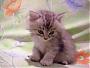   little cat