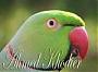   ahmed k