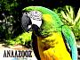  anaazooz