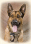   Malinois