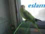   eslam ahmed