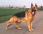   love dogs