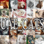   Uae_cats