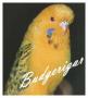   Budgerigar